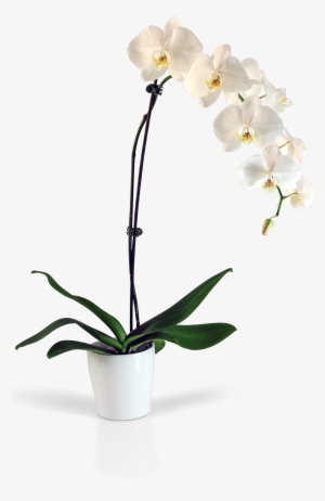 Optimized Orchid Hq Cliparts - Png Transparent Orchid #1366338