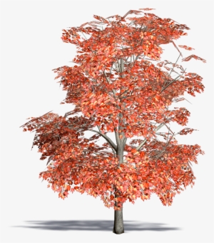 Red Maple #1366373