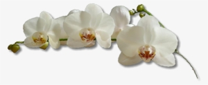 Experience - Breezy - Orchids #1366446