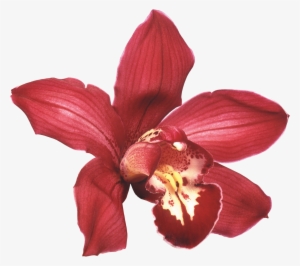 Png Клипарт "beautiful Orchids Flower" #1366814