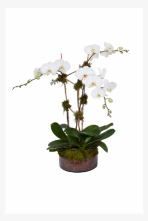 0034 Triple Stem White Orch - Orchids #1366834