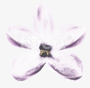 Moth Orchid #1366836