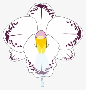 How To Set Use Orchid Flower Clipart #1366856