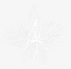 White Orchid Outline Svg Clip Arts 600 X 586 Px #1366886