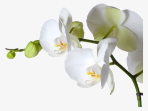 Orchid - Orchid Corner #1367006