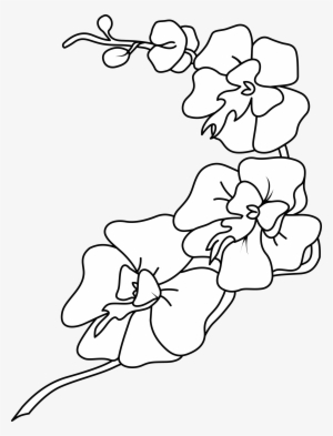 Big Image - Orchid Clipart Black And White #1367008