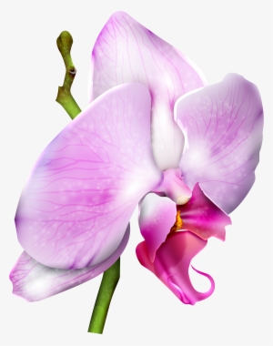 Orchid Png #1367123