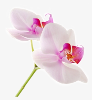 Orchid - Condolence Quotes My Deepest Condolences #1367283