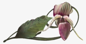 Hyacinth Orchid - Dipodium Roseum #1367303