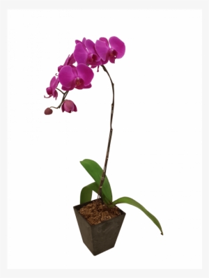 Single Potted Purple Orchid - Real Purple Orchid Single Stem #1367448
