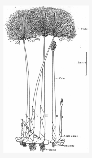 A Cyperus Papyrus Plant Showing, On A Single Rhizome, - Pond Pine #1369622
