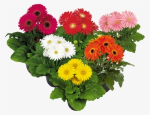 Maxi Select Mix - Photography #1369828