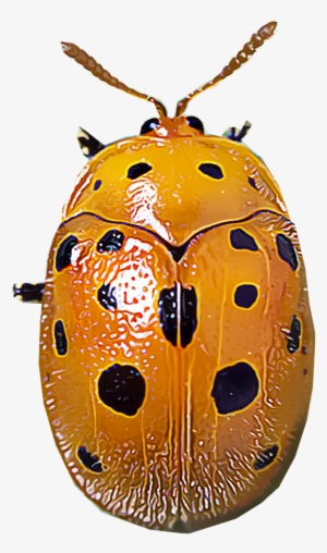 Mexican Bean Beetles - Ladybug #1370000