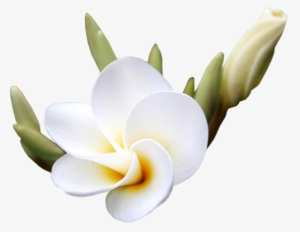 Exotic Flowers - Flower #1370198