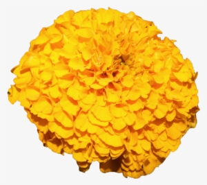 Mexican Marigold Flower Yellow - Marigold Flower Yellow Png #1370395