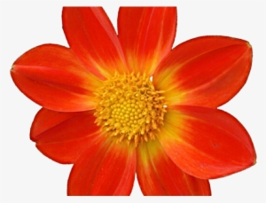 Dahlia Clipart Mexican #1370416