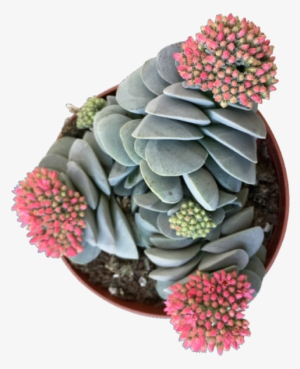 White Mexican Rose #1370510