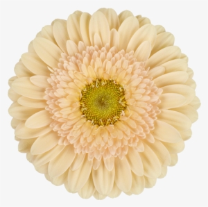 Mexican Pink - Boxed.com #1370754