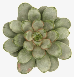 Graptoveria Amethorum - White Mexican Rose #1370799