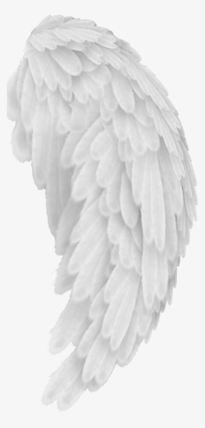 Angel Wings #1371072