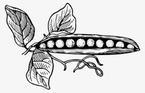 Free Image On Pixabay Vector - Peas In A Pod #1371637
