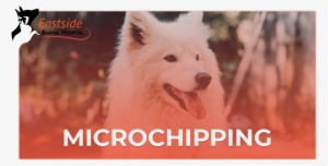 Animal Care Services In Muskogee - Dog #1372207