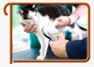 Pet Microchipping In Kirkland Kirkland Pet Microchipping - Vip Petcare Coupon 2017 #1372259