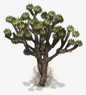 Air Island Big Tree - Tree #1372595 Air Island Big Tree - Tree #1372595