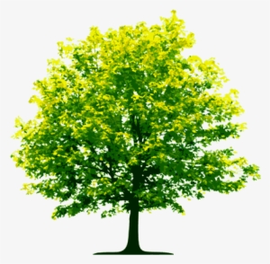 Light Green Tree - Tree Clipart Transparent Background #1372783