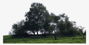 Big Tree - Png Big Tree #1373114