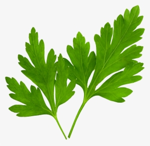 Parsley-e1520866809480 - Hojas De Perejil Png #1373349