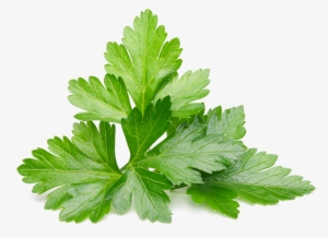 Parsley - Coriander Cilantro #1373372