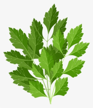 Parsley Png Clip Art Image - Gooseberry #1373480