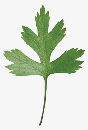 Parsley Hawthorn - Hawthorn Leaf Transparent Png #1373489