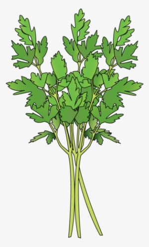Parsley - Grass #1373615