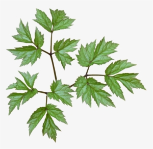 Green Leaves Plant Green Leaf - Happy Autumn Backpack By Klaraacel #1373681