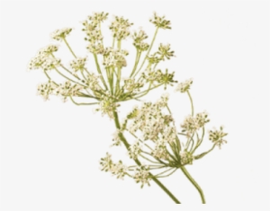 Carrot Seed Oil Flower Floristry Teleflora Transprent - Queen Anne's Lace Png #1373865