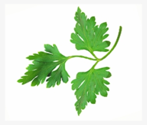 Italian Parsley Flat - Parsley #1373892