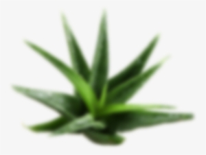 Cosmetics Aloe Layer 1 - Beyond Aloe From Jeju Mask 1pc 22ml #1373934