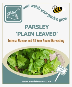 Plain Leaf Parsley - Crocus Dill Dukat (approx 500 Seeds) #1373988