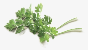 Parsley - Coriander #1373990