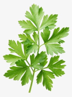 Parsley #1374115