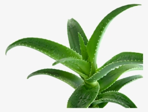 Aloe Vera - Aloe Vera In Islam #1374285