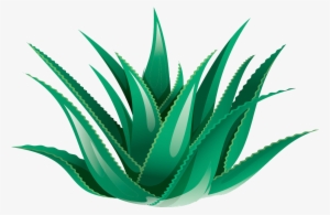 Clipart Black And White Library Aloe Vera Icon Transprent - Aloe Vera Transparent Background #1374477