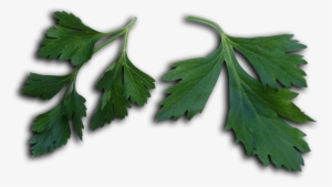 Petroselinum Crispum Leaves - Parsley #1374503