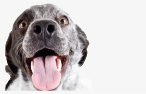 Happy Dog Png Library - Dominante Dogs #1376402