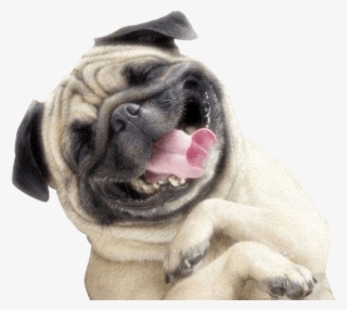Happy Dog Png - Pug Smile #1376410