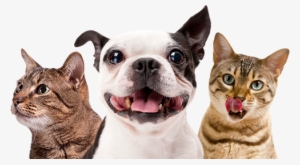 You May Notice Your Intact Dog Trying To Mate With - Zenpet Pro Collar - Xs #1376440