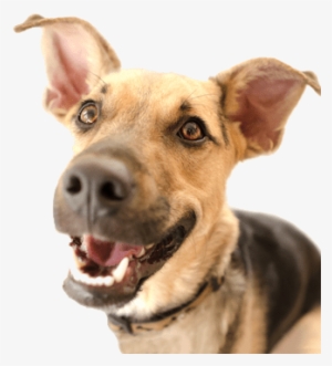 Happy Dog - Dog #1376460