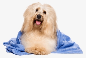 2018 Prairie Dog - Havanese Dog #1376605